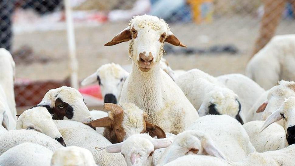 Kkba kurban pazara 11-18 bin TL'den kacak