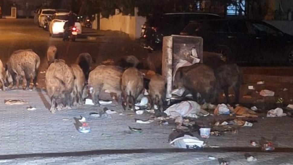 Vatandalardan CHP'li belediyeye tepki: Kuduz riski bir felakete dnebilir