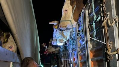 Bu gece itibaryla izin verildi! stanbul'a kurbanlk hayvan girileri balad