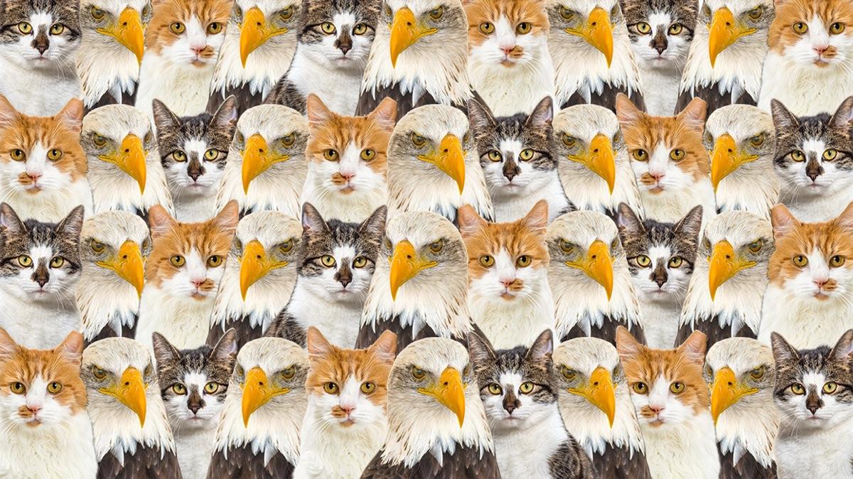 Zeka testi: Kedi ve kartallarn arasndaki yavru aslan nerede" 1171 kiiden 49'u buldu