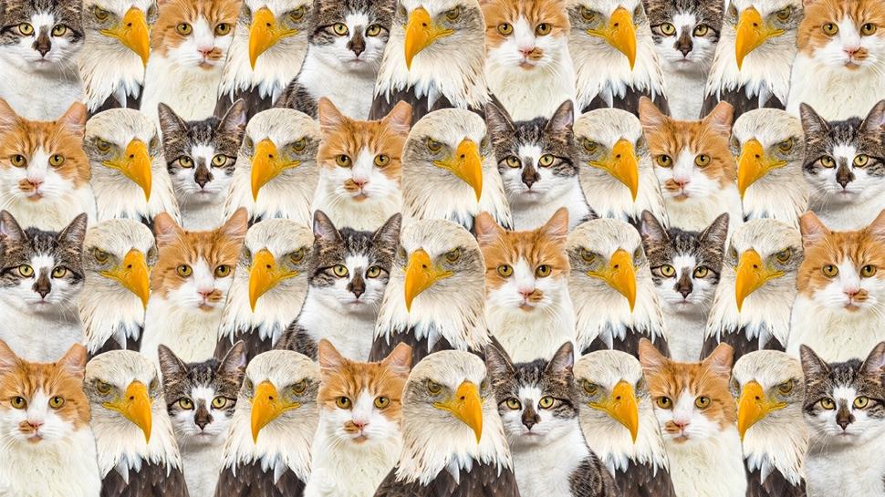 Zeka testi: Kedi ve kartallarn arasndaki yavru aslan nerede? 1171 kiiden 49'u buldu