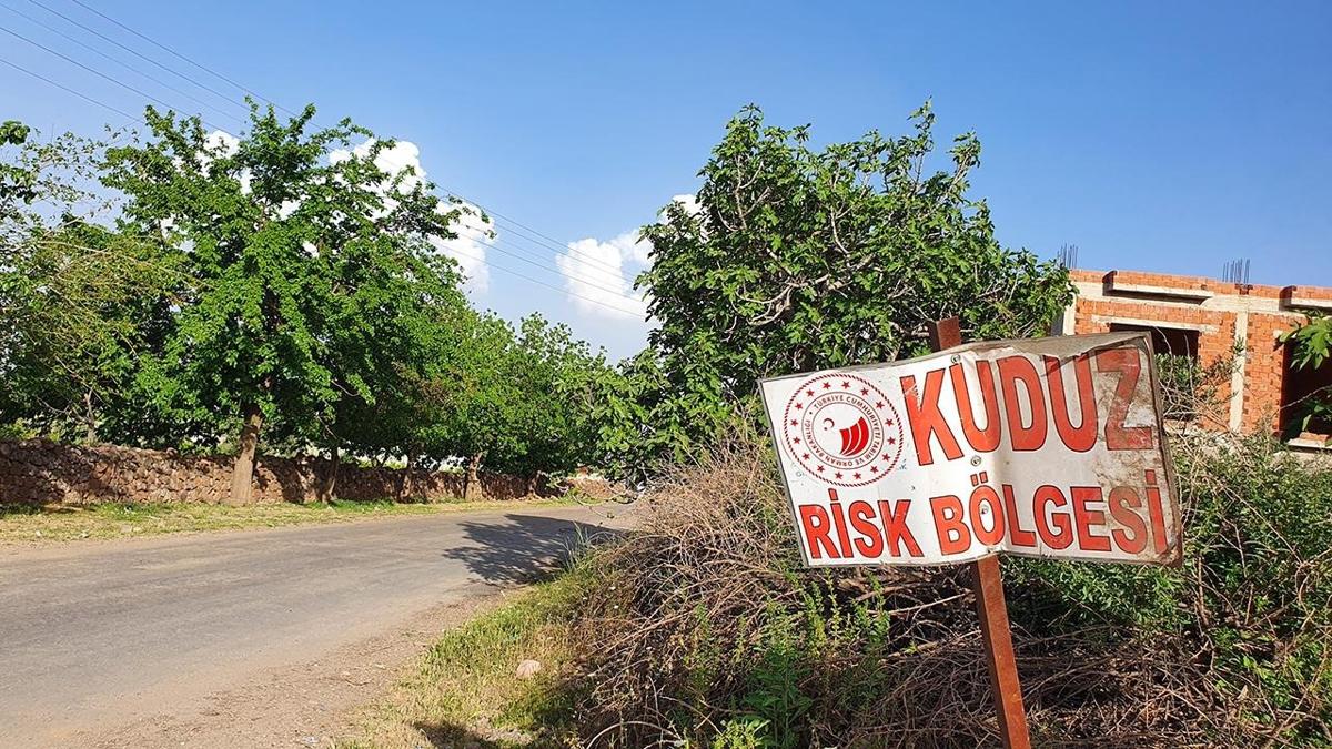 Hatay'da kuduz alarm! 4 mahalle karantinaya alnd