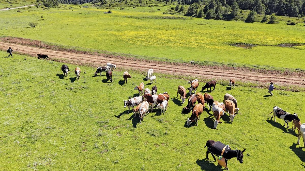 Trkiye hayvanclkta AB'de yeniden zirvede