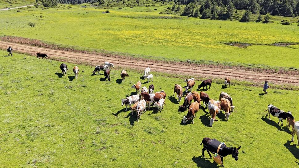 Trkiye hayvanclkta AB'de yeniden zirvede