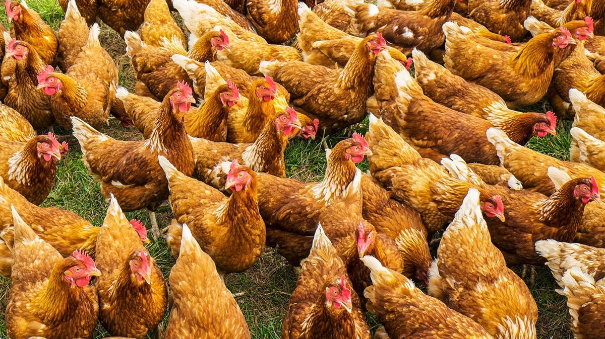 Zeka testi: Tavuklarn arasndaki gizli civciv nerede" 419 kii denedi 47'si baarl oldu