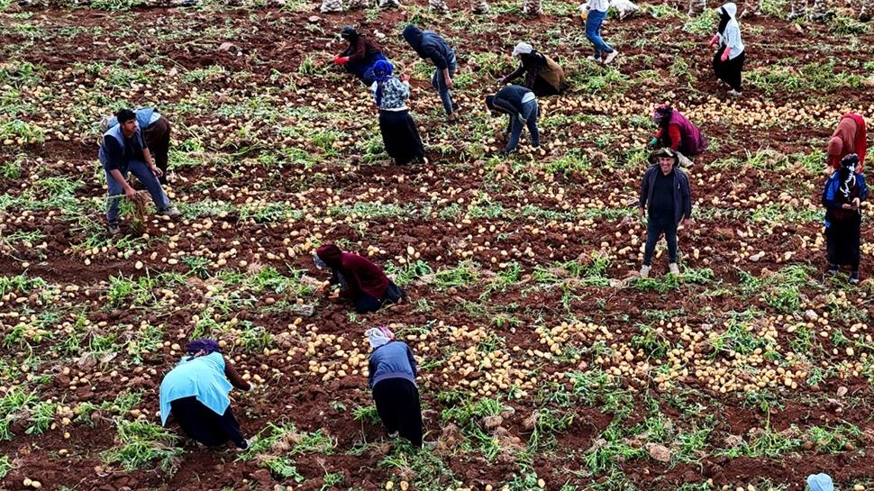 Adana'nn altn iileri: Bir ayda 100 bin TL!