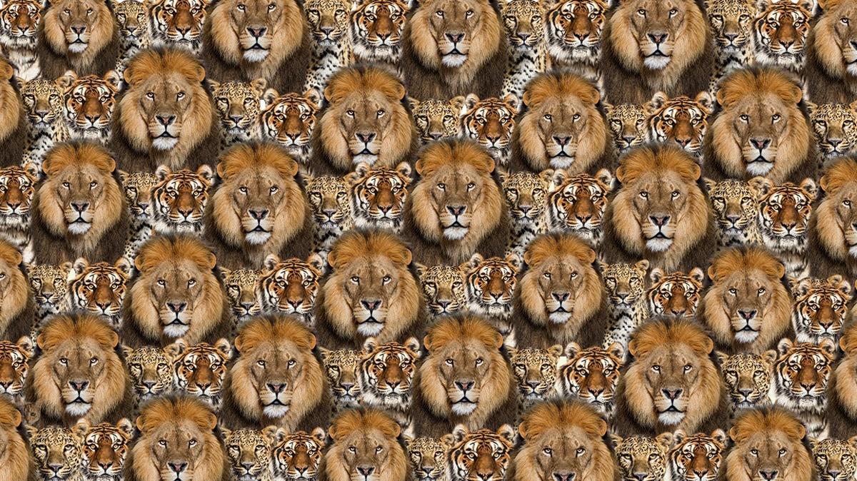 Zeka testi: Aslan, kaplan ve leopar arasndaki kedi nerede"