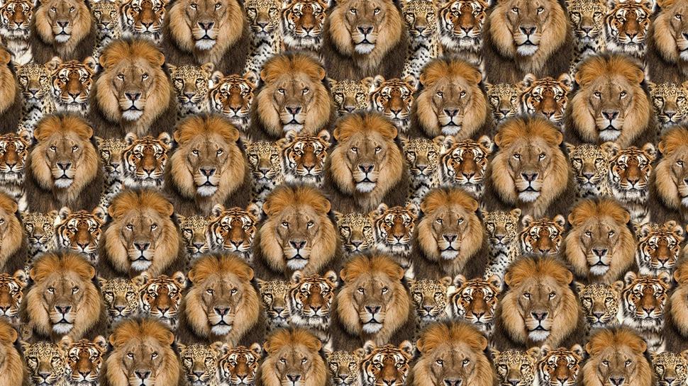 Zeka testi: Aslan, kaplan ve leopar arasndaki kedi nerede?