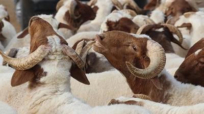 Dual, anlaml Kurban Bayram mesajlar! Ksa, gzel Kurban Bayram mesajlar