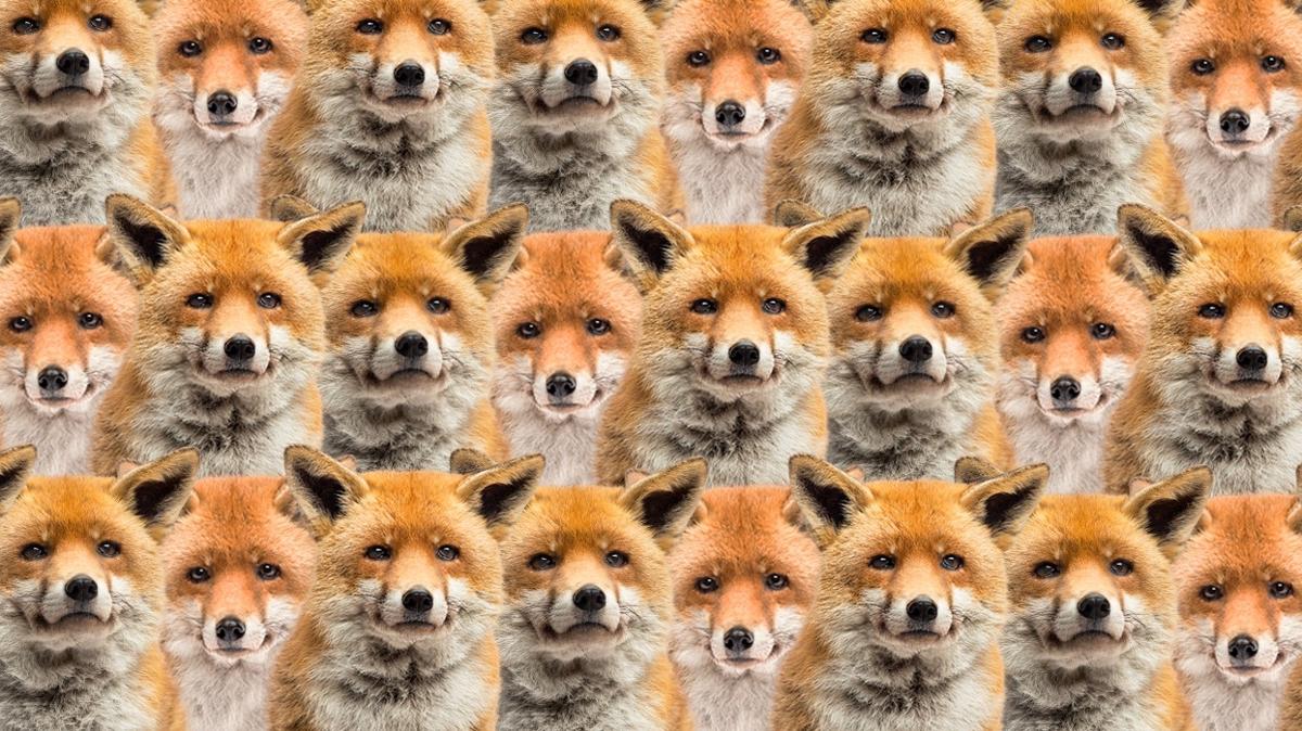 optik illzyon zeka tilki yavru kedi test fotoraflar resimleri
