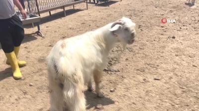 Bayramn en ansl keisi! Pazarn maskot oldu, kesilmekten kurtuldu