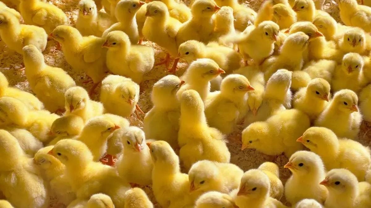Zeka testi: Civcivlerin arasnda saklanan yavru kedi nerede" 782 kiiden 15'i bulabildi