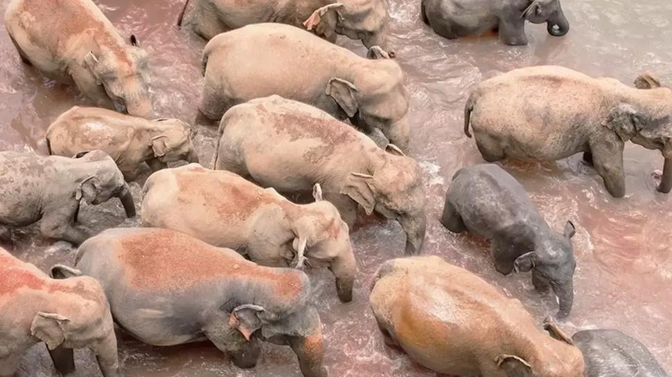 Zeka testi: Fillerin arasnda gizlenen yavru aslan nerede? 715 kiiden 51'i baarl oldu