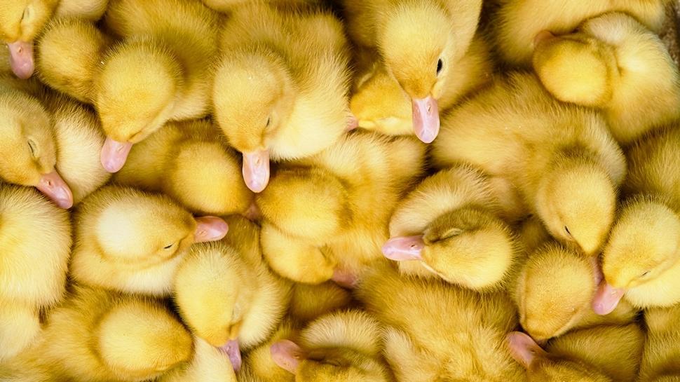 Zeka testi: rdeklerin arasnda saklanan yavru kpek nerede? 810 kiiden 37'si buldu