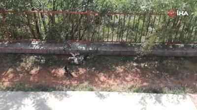 Kargann, kediyle tehlikeli oyunu byle grntlendi