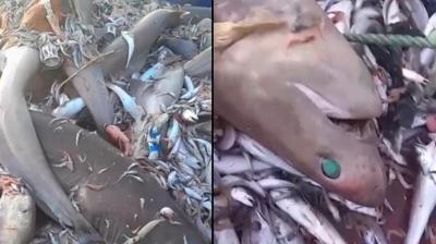 Balklar gzlerine inanamad! Alarna 8 kpekbal takld