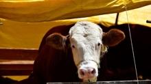 Kurban Bayram'nda 3 milyon 330 bin hayvan kesildi