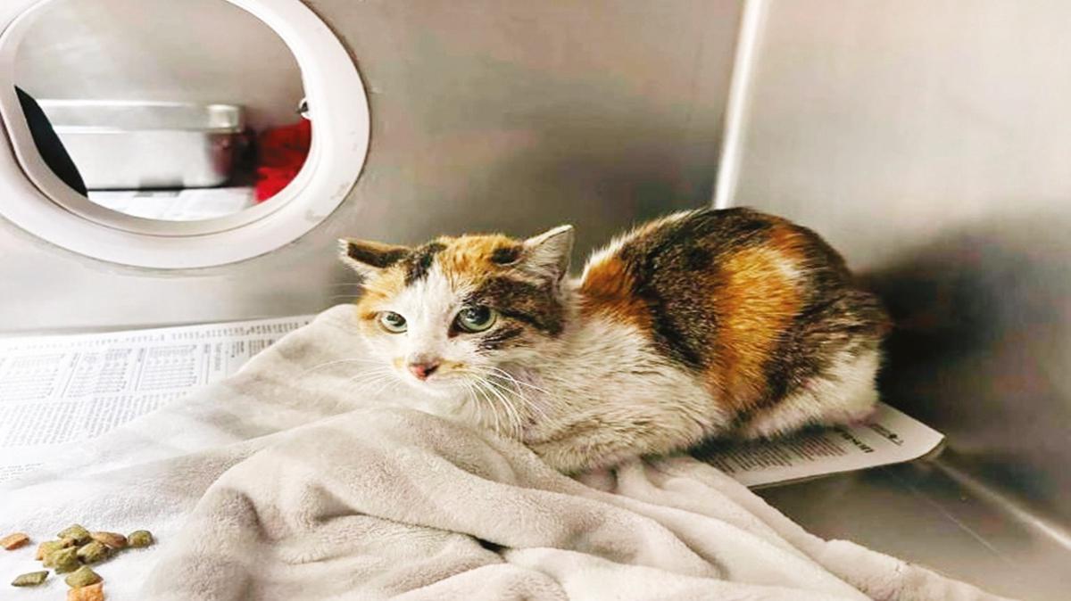 n'den ABD'ye kedi kat!