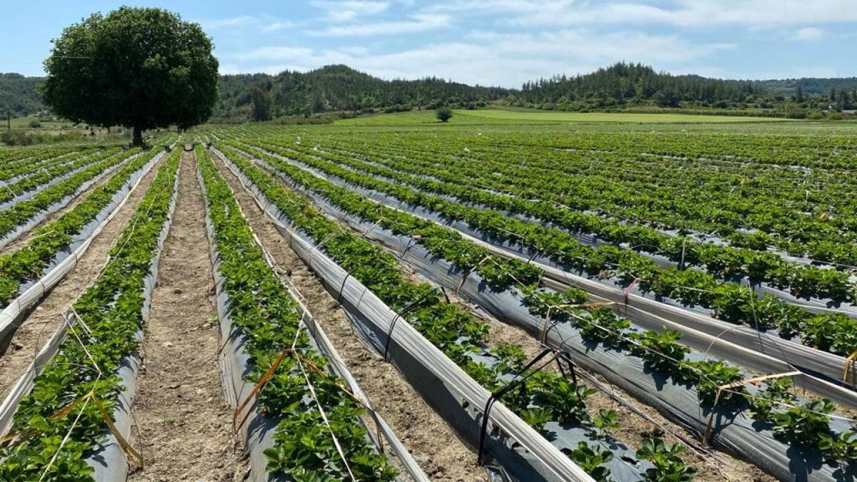 Krsal kalknmaya 10.2 milyar liralk hibe