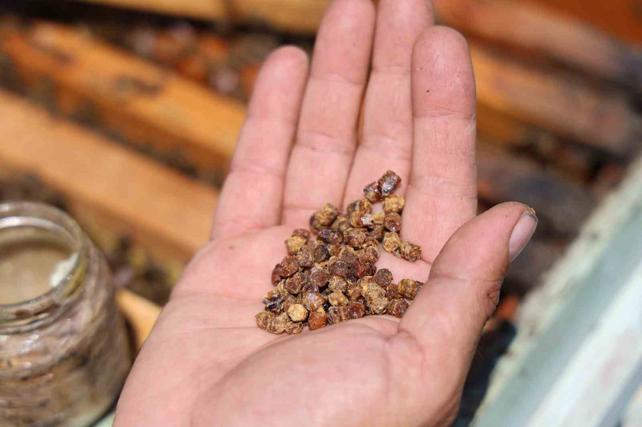 pe atlyordu! imdi kilosu 3 bin TL: Protein zengini, akcierin ilac