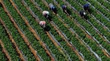 iftilere 262 milyon 660 bin liralk destek demesi