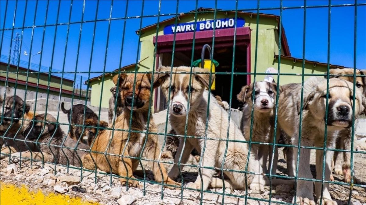"Sahipsiz Hayvanlar Koruma Birlii" o ehirlere de kuruluyor