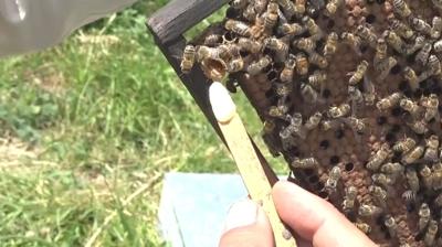 Kralie arnn mrn uzatan ifa kayna, kilosu 45 bin liradan alc buluyor