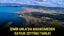 zmir Urla'da mahkemeden satlk zeytinli tarla!