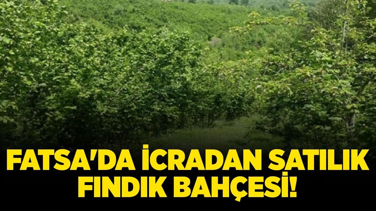 Ordu Fatsa'da 5.013 metrekare icradan satlk fndk bahesi!