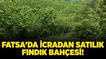 Ordu Fatsa'da 5.013 metrekare icradan satlk fndk bahesi!
