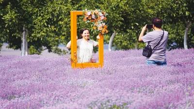 Renkli tarlalar turizme katk salyor