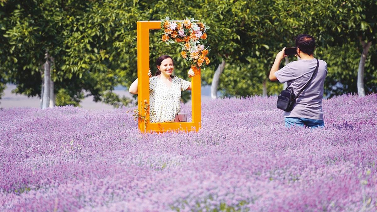 Renkli tarlalar turizme katk salyor