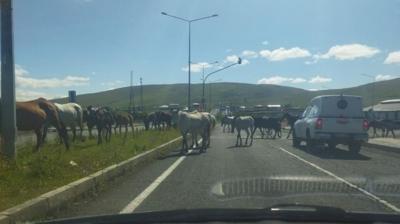 Srclerin atlarla imtihan: Trafikte tehlike sayorlar