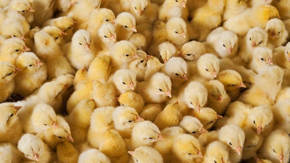 Zeka testi: Civcivlerin iindeki kedi nerede? 650 kiiden 11'i baarl oldu