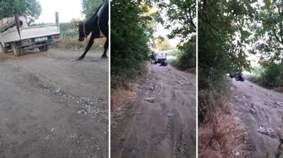 Vicdanlar szlatan olay... Hayvan kilometrelerce srkledi