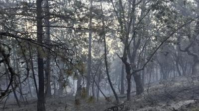 Testeresinin kvlcm orman yakt: 1 tutuklama
