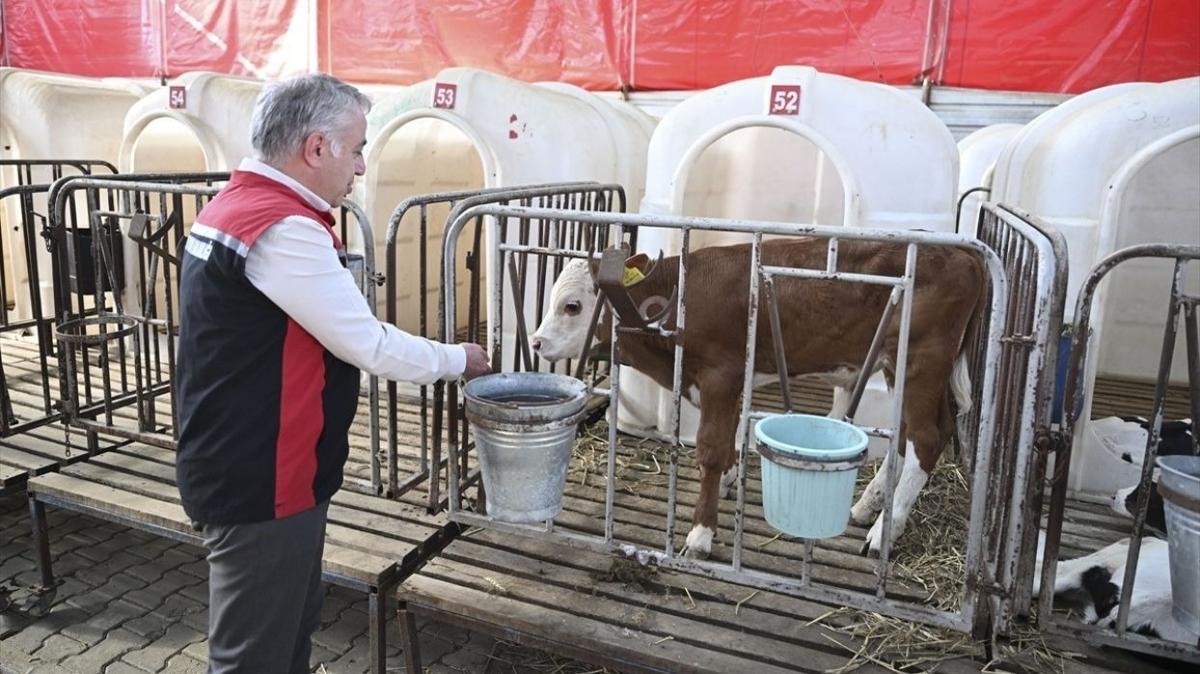 zmir'deki yangndan tahliye edilen hayvanlara zenle bakyorlar