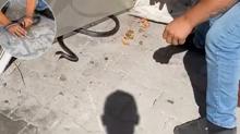 Hatay'da ylan panii: Yakalamak istersek elini kaptrd