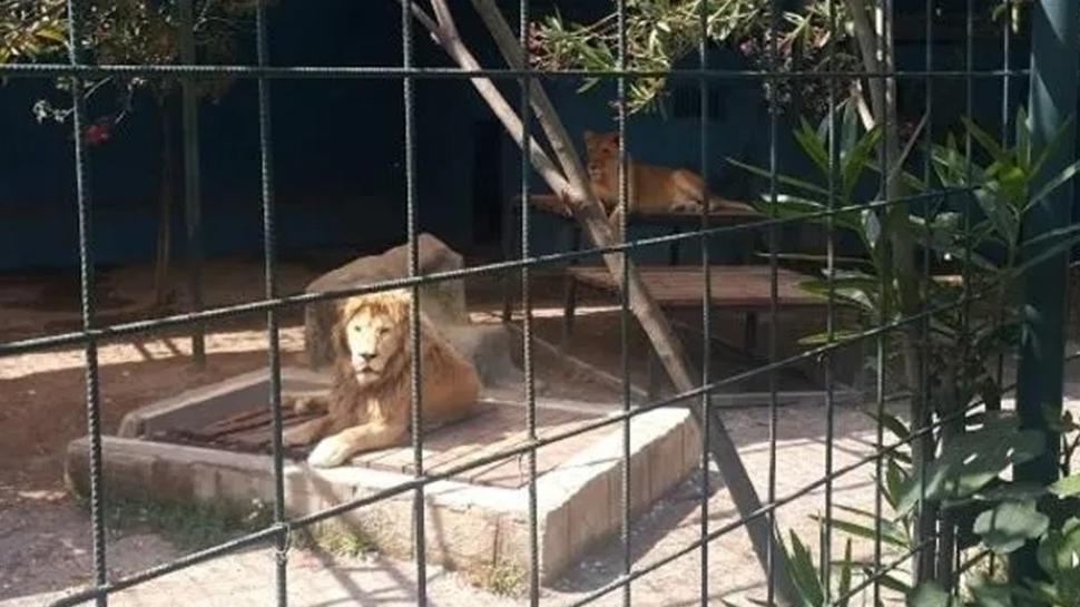 Hayvan parkndan kat! Antalya'da aslan alarm