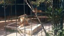 Hayvan parkndan kat! Antalya'da aslan alarm