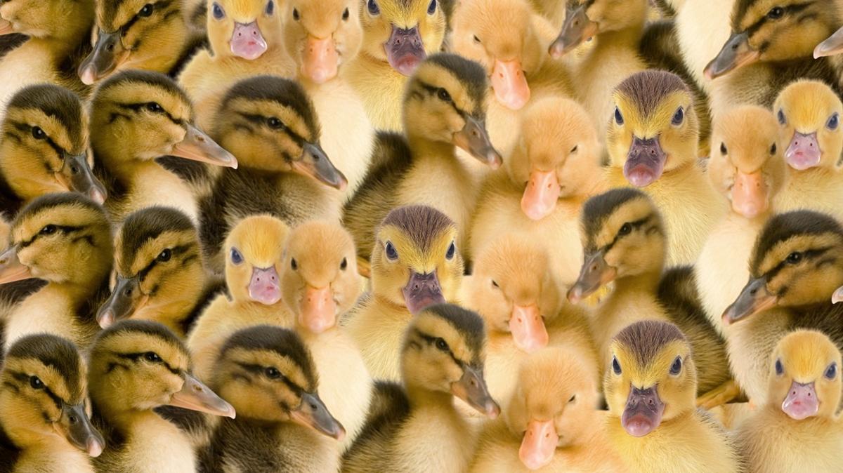 Zeka testi: rdeklerin arasnda kalan kedi nerede" 550 kiiden 19'u baarl oldu