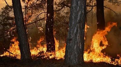Kastamonu iin yksek scaklk ve orman yangn uyars