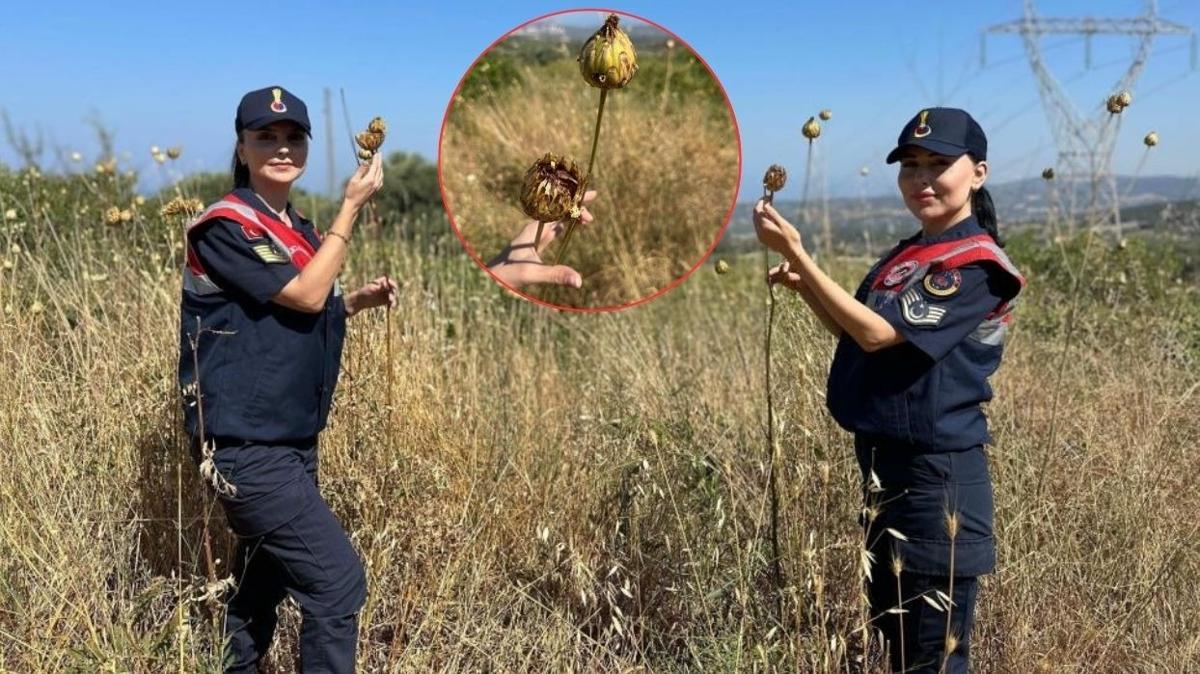 Koruma timi uyard: Bu bitkiye dokunan 557 bin lira deyecek