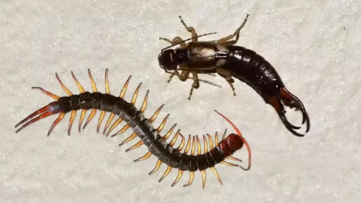 Krkayak ve kulaakaan buna geliyor! O haereler varsa hemen uzaklatrn...