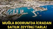 Mula Bodrum'da icradan satlk zeytinli tarla!
