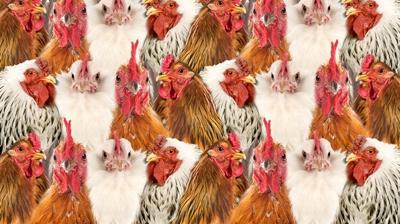 Zeka testi: Tavuk ve horozlarn iindeki civciv nerede? 625 kii denedi, 12'si baarl oldu