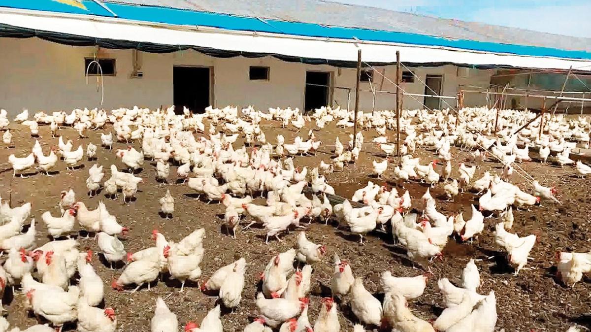 Adana'da ruhsatsz iftlik krizi