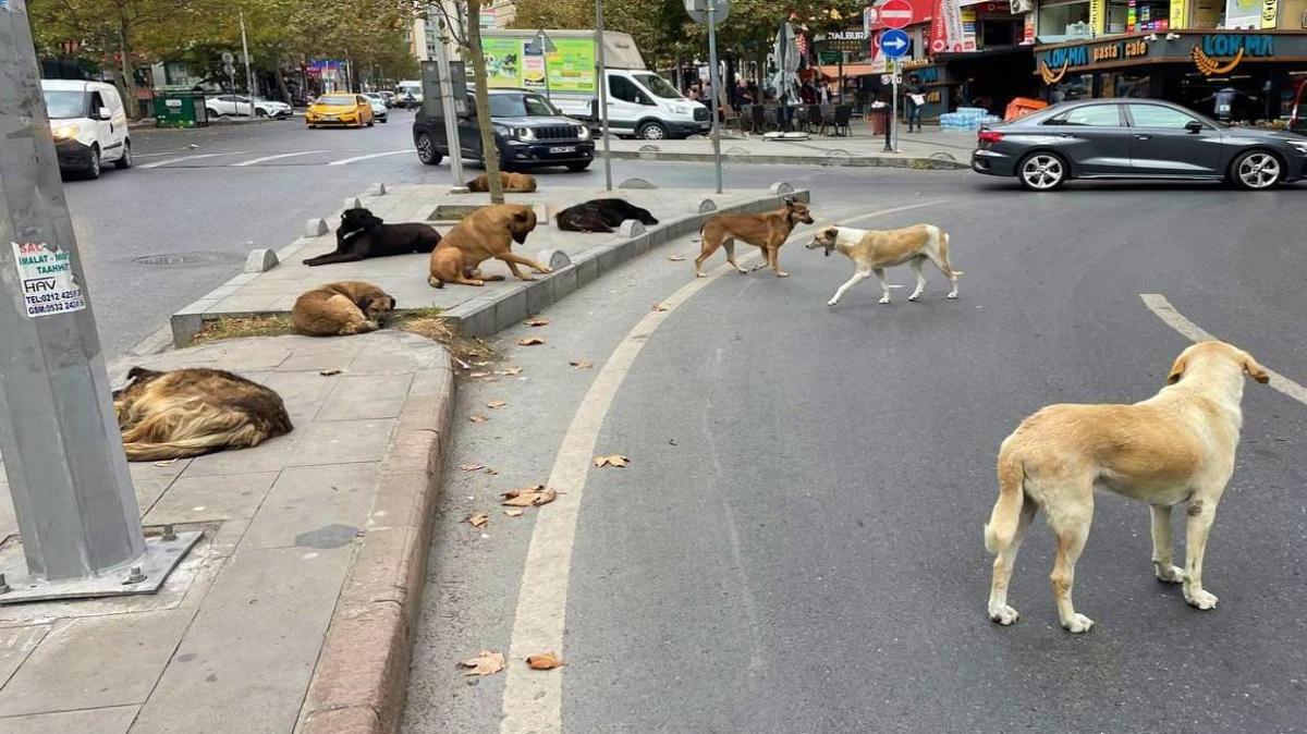 Ankara'da babo kpek deheti: Cann zor kurtard