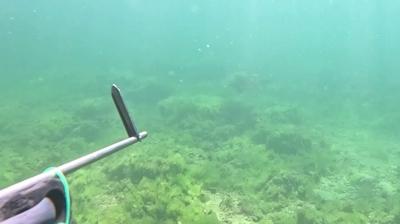 Marmara Denizi'nde bir ilk! Caretta caretta su altnda grntlendi