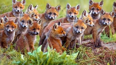 Zeka testi: Tilkilerin arasnda kalan yavru aslan nerede? 500 kii denedi, 37'si baarl oldu